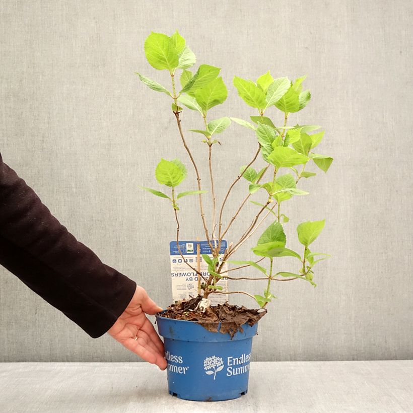 Hydrangea macrophylla Endless Summer The Bride 2L/3L pot sample as delivered in spring