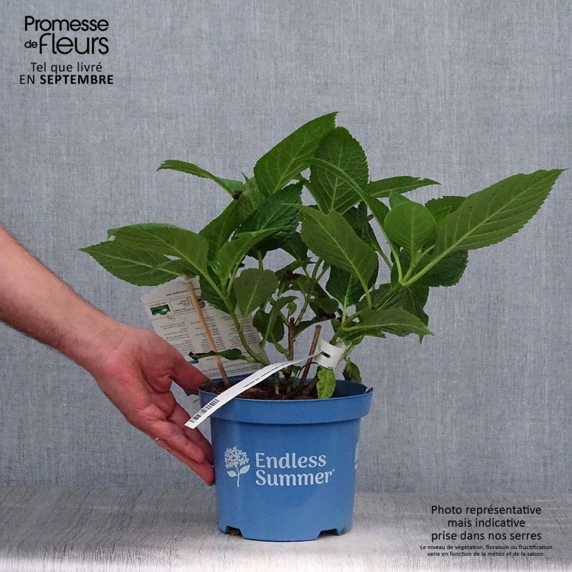 Hydrangea  macrophylla Endless Summer The Original Blue 2L/3L pot sample as delivered in autumn