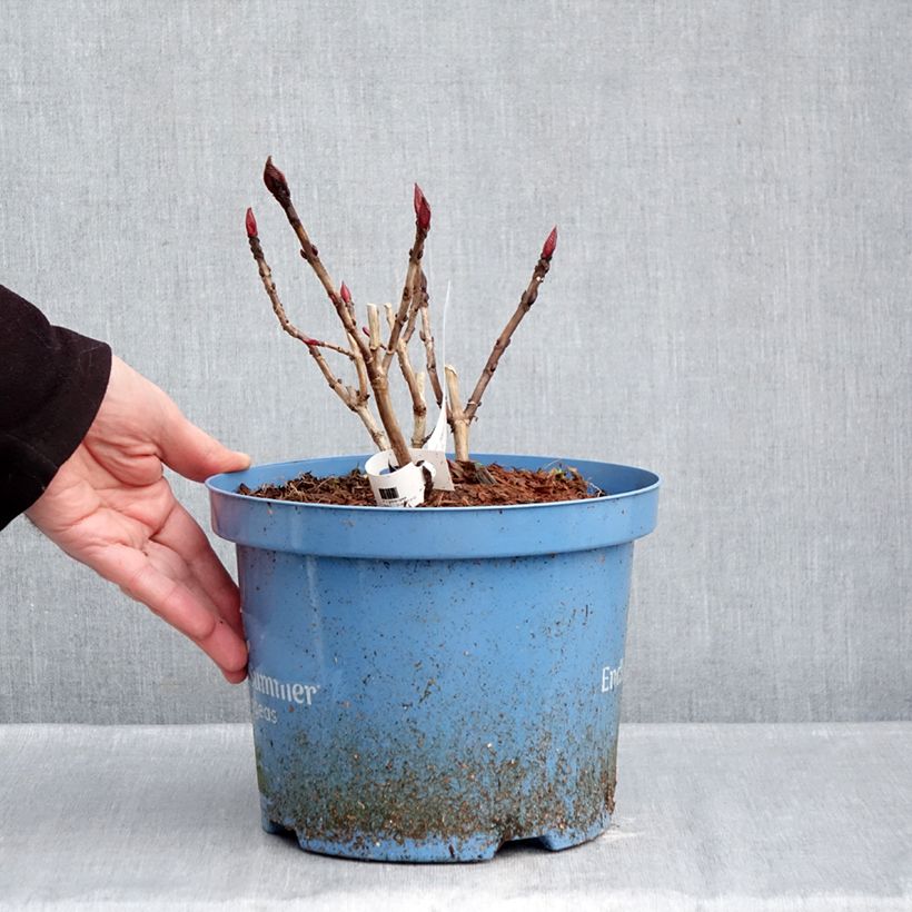 Hydrangea  macrophylla Endless Summer The Original Blue 4L/5L pot sample as delivered in winter