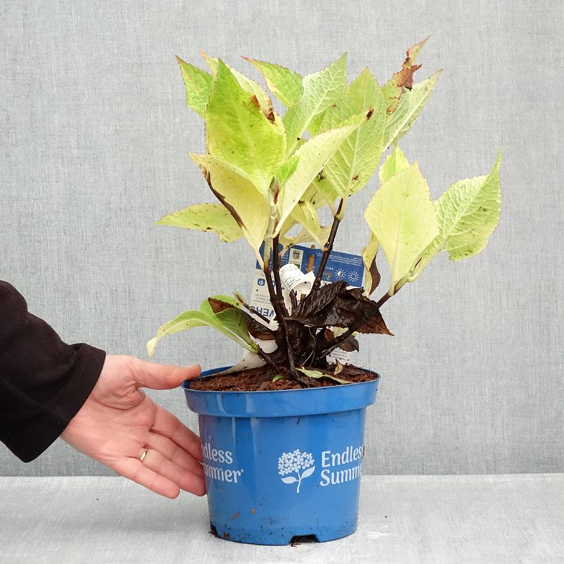 Hydrangea macrophylla Endless Summer The Original Pink 2L/3L pot sample as delivered in autumn