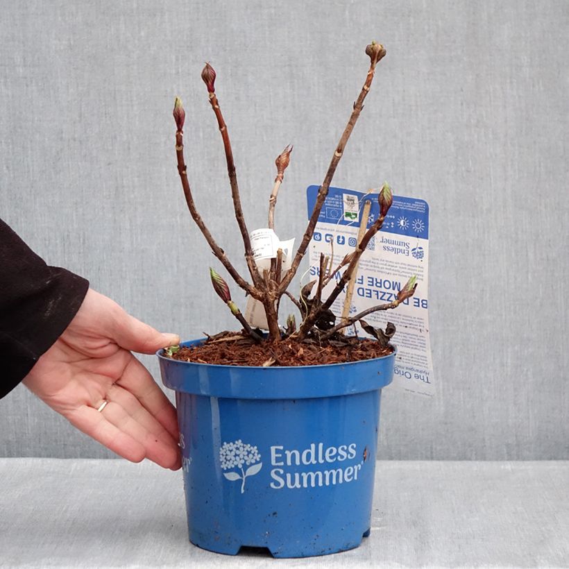 Hydrangea macrophylla Endless Summer The Original Pink 2L/3L pot sample as delivered in winter