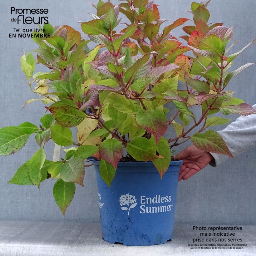 Hydrangea macrophylla Endless Summer Twist and Shout 7.5L/10L pot sample as delivered in autumn