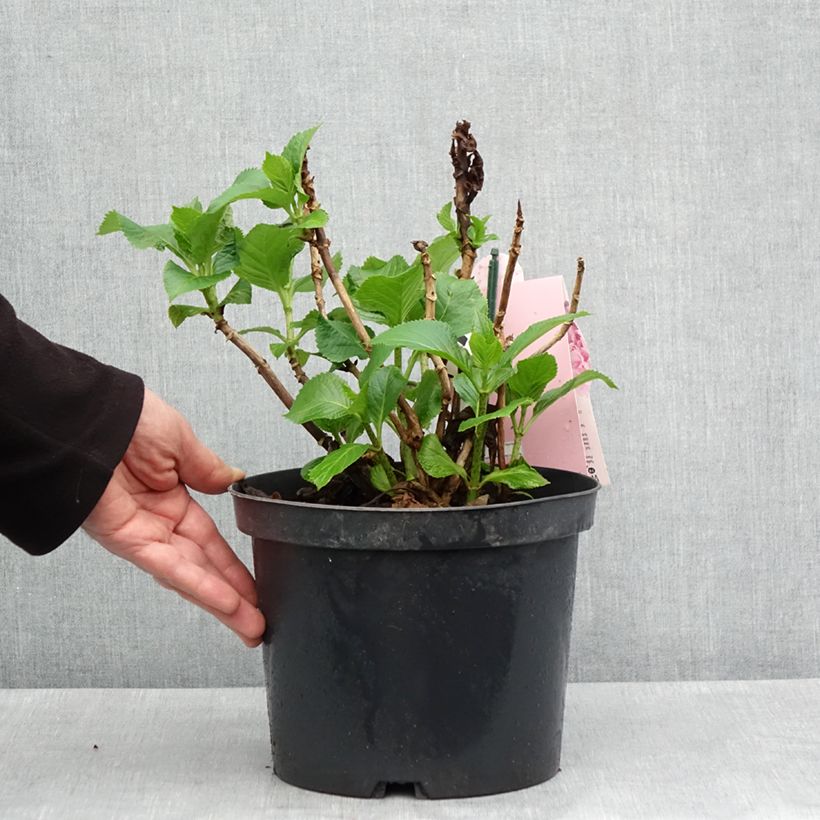 Hydrangea macrophylla Everbloom Pink Wonder- Mophead Hydrangea 4L/5L pot sample as delivered in spring