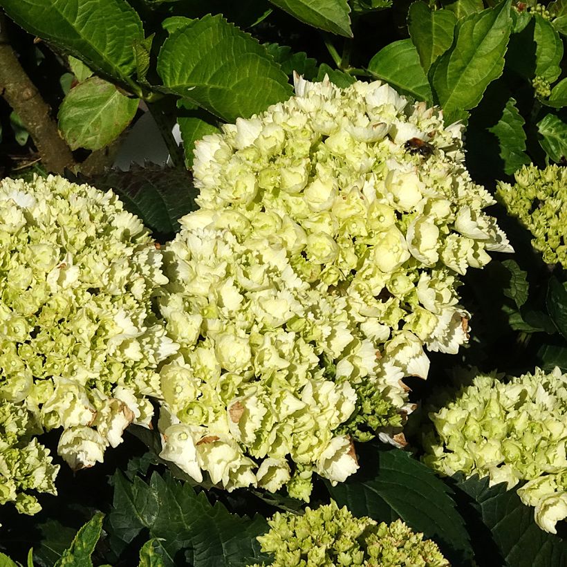 Hydrangea macrophylla Everbloom White Wonder - Mophead Hydrangea (Flowering)