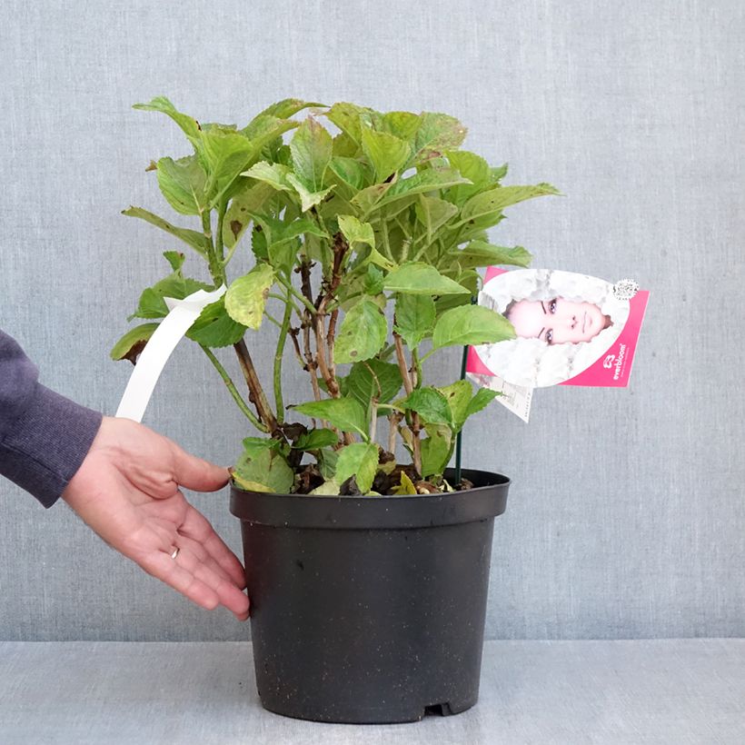 Hydrangea macrophylla Everbloom White Wonder - Mophead Hydrangea 4L/5L pot sample as delivered in autumn