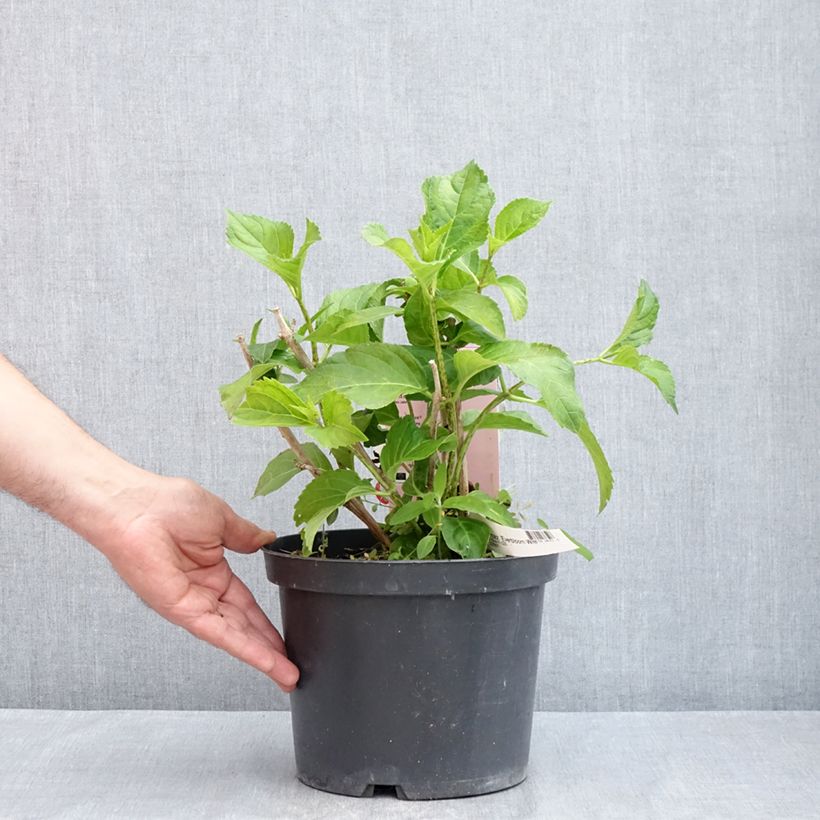 Hydrangea macrophylla Everbloom White Wonder - Mophead Hydrangea 4L/5L pot sample as delivered in spring