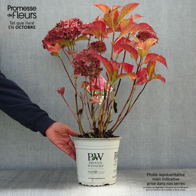 Hydrangea macrophylla Flair & Flavours Sweet Cupcake 4L/5L pot sample as delivered in autumn