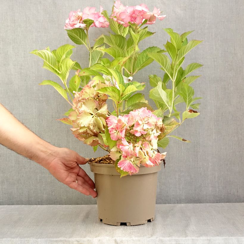 Hydrangea macrophylla Rendez-Vous French Cancan 4L/5L pot sample as delivered in summer