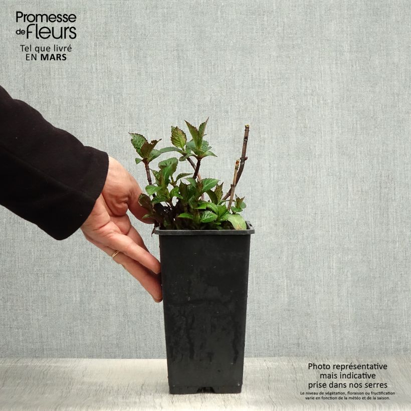 Hydrangea macrophylla Green 1.5L/2L pot sample as delivered in spring