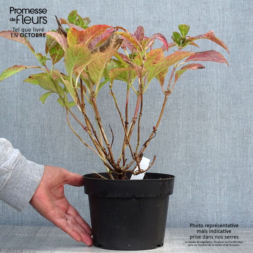 Hydrangea macrophylla Green Shadow 2L/3L pot sample as delivered in autumn