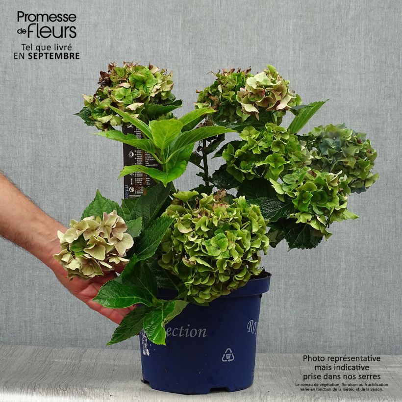 Hydrangea macrophylla Lady Mata Hari 4L/5L pot sample as delivered in autumn