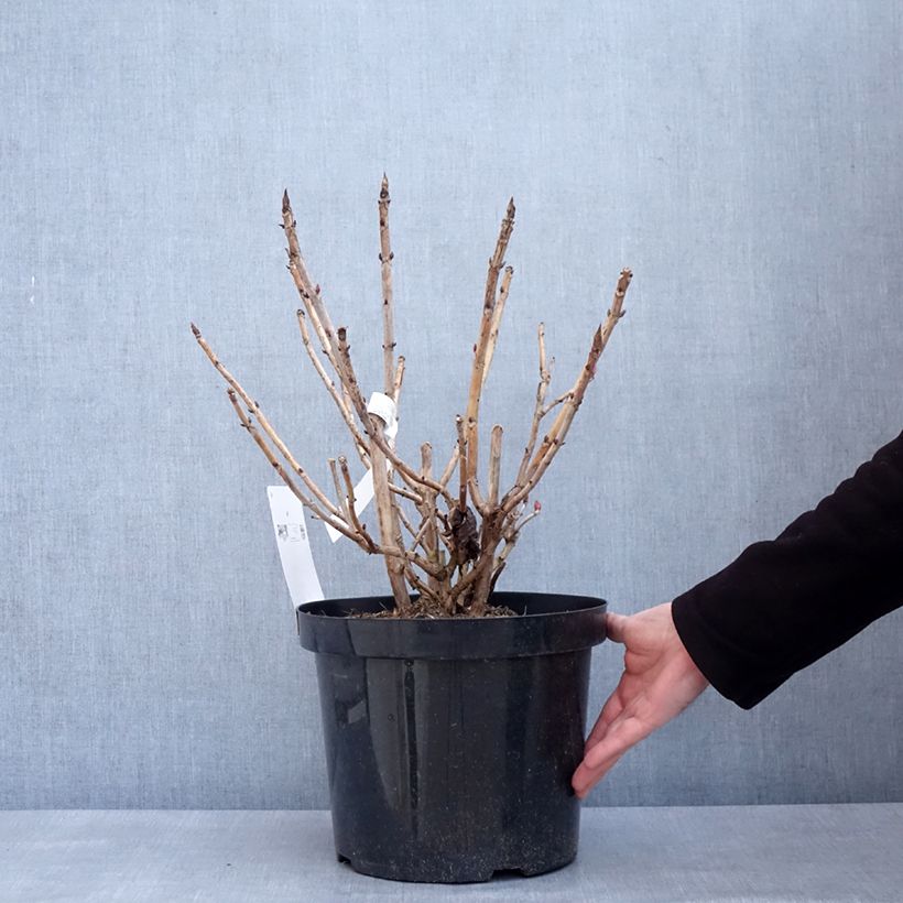 Hydrangea macrophylla Leuchtfeuer 7.5L/10L pot sample as delivered in winter