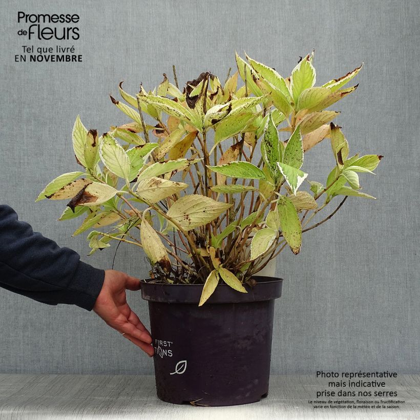 Hydrangea macrophylla LightoDay 7.5L/10L pot sample as delivered in autumn