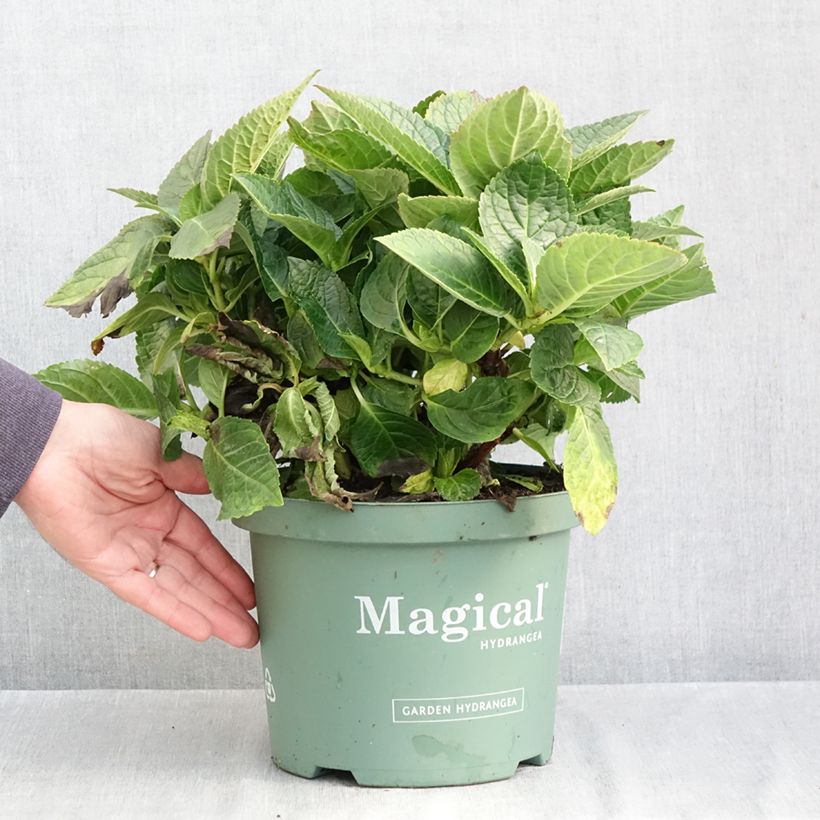 Hydrangea macrophylla Magical Amethyst 4L/5L pot sample as delivered in autumn