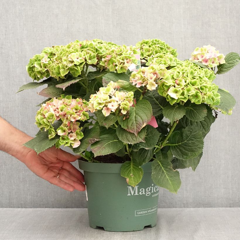 Hydrangea macrophylla Magical Amethyst 4L/5L pot sample as delivered in summer
