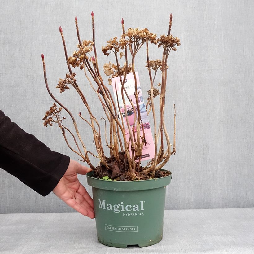 Hydrangea macrophylla Magical Coral 4L/5L pot sample as delivered in winter