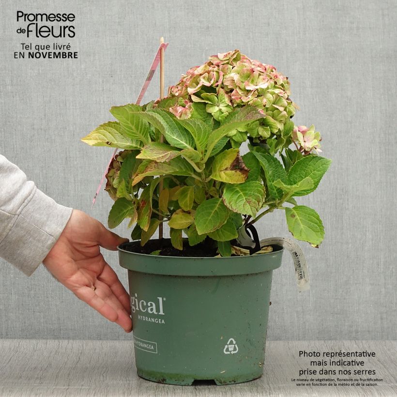 Hydrangea macrophylla Magical Jewel Pink 4L/5L pot sample as delivered in autumn