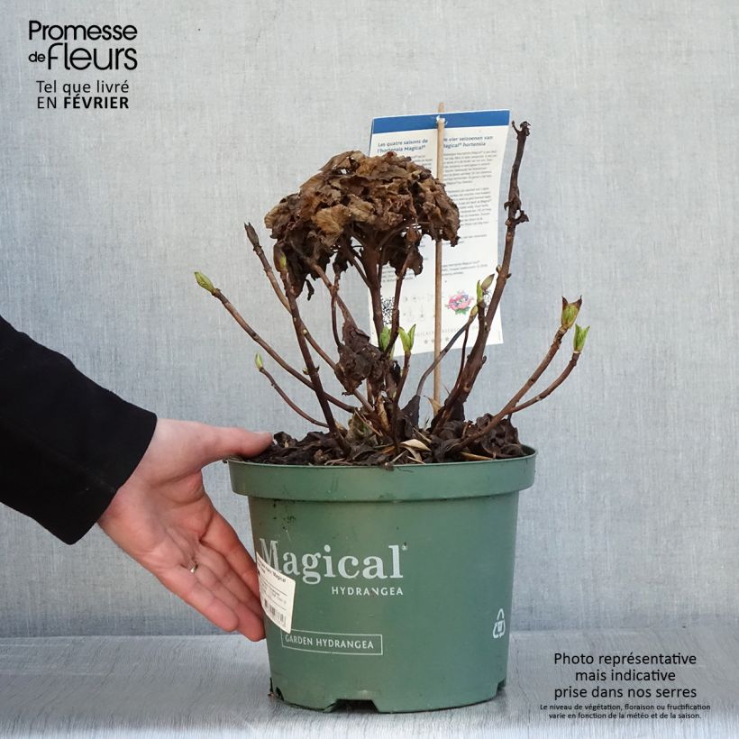 Hydrangea macrophylla Magical Jewel Pink 4L/5L pot sample as delivered in winter