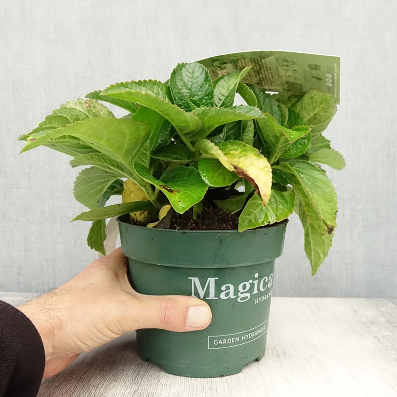 Hydrangea macrophylla Magical Noblesse 2L/3L pot sample as delivered in autumn