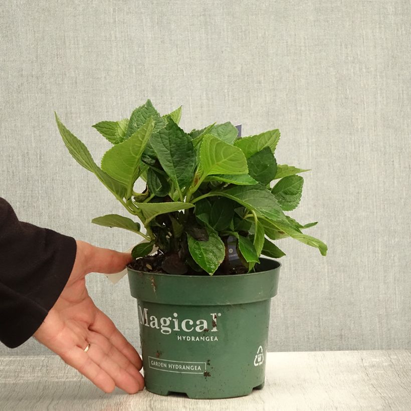 Hydrangea macrophylla Magical Revolution Blue 1.5L/2L pot sample as delivered in autumn