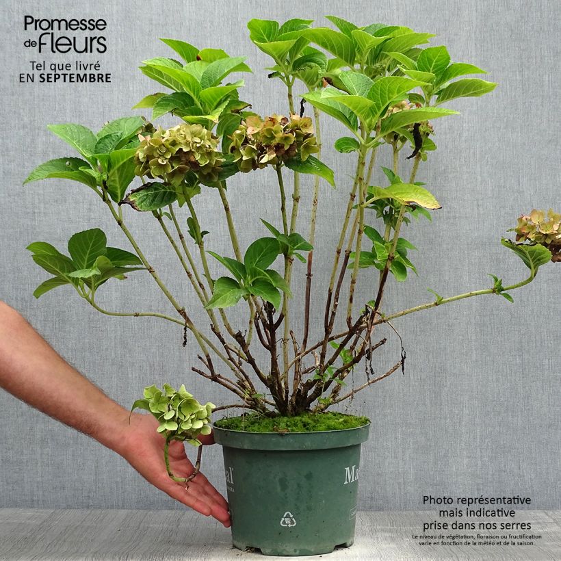 Hydrangea macrophylla Ruby Tuesday 2L/3L pot sample as delivered in autumn
