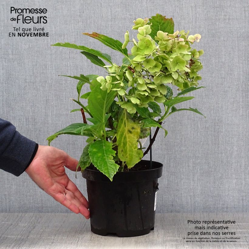 Hydrangea macrophylla Teller Messalina 2L/3L pot sample as delivered in autumn