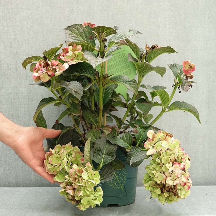 Hydrangea macrophylla Midnight Pearl - Mophead Hydrangea 4L/5L pot sample as delivered in summer