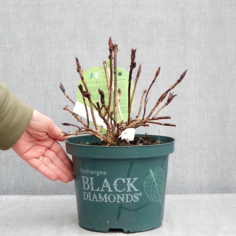 Hydrangea macrophylla Midnight Pearl - Mophead Hydrangea 4L/5L pot sample as delivered in winter