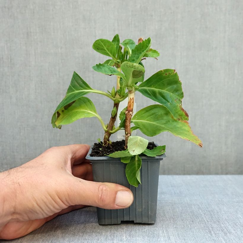 Hydrangea macrophylla Mme Emile Mouillière 8/9 cm pot sample as delivered in autumn