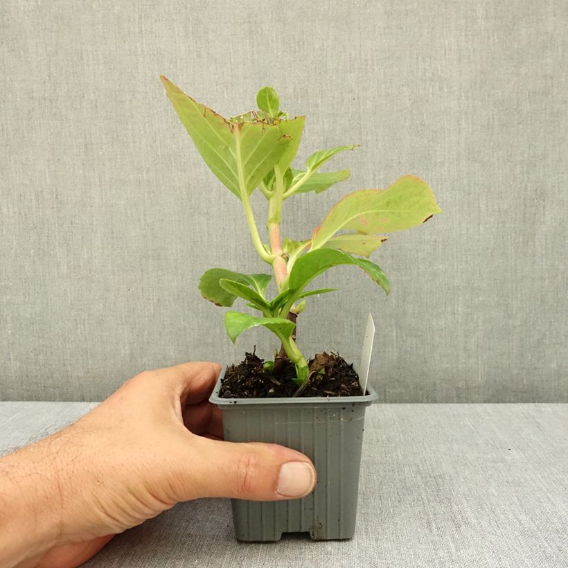 Hydrangea macrophylla Mme Emile Mouillière 8/9 cm pot sample as delivered in summer