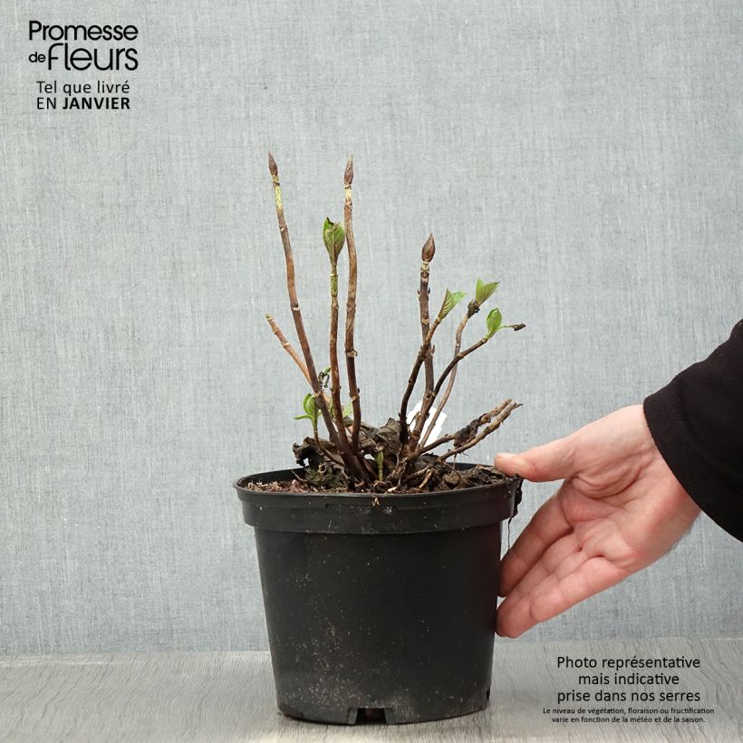 Hydrangea macrophylla Pia 2L/3L pot sample as delivered in winter