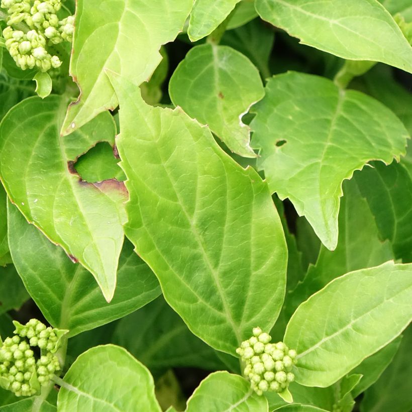 Hydrangea macrophylla Pia (Foliage)