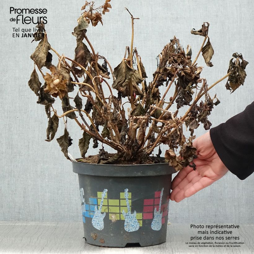 Hydrangea macrophylla Pink Pop 4L/5L pot sample as delivered in winter