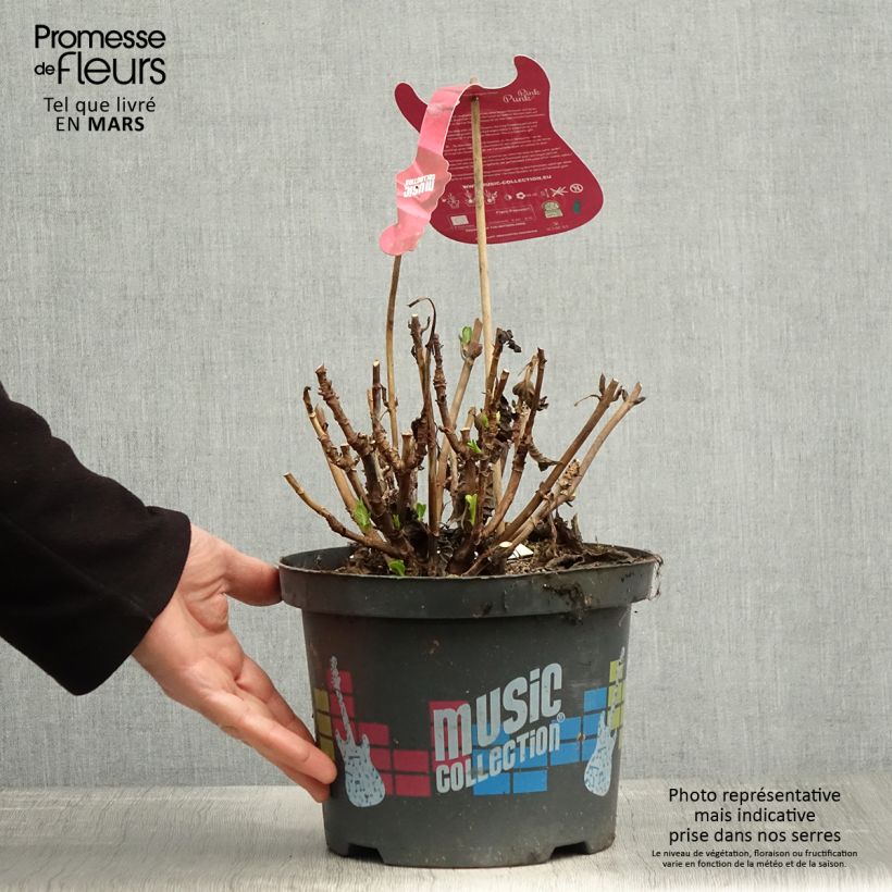 Hydrangea macrophylla Pink Pop 4L/5L pot sample as delivered in spring