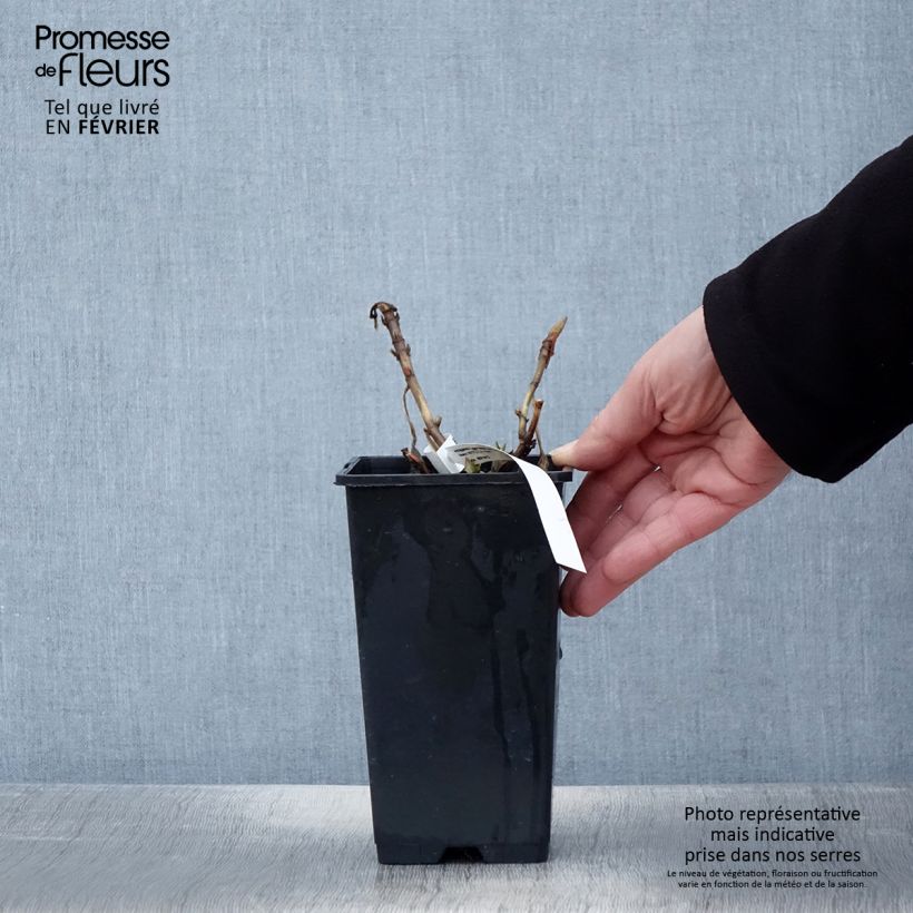 Hydrangea&#x20;macrophylla&#x20;Princess&#x20;Diana&#x20;1.5L&#x2F;2L&#x20;pot&#x20;sample&#x20;as&#x20;delivered&#x20;in&#x20;winter