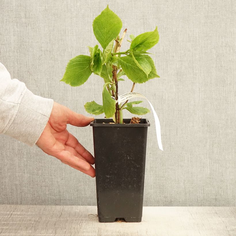 Hydrangea macrophylla Princess Diana 1.5L/2L pot sample as delivered in spring