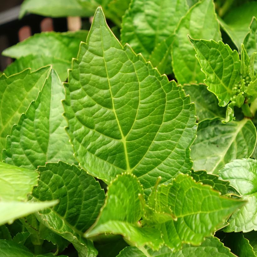 Hydrangea macrophylla Choco Love  (Foliage)