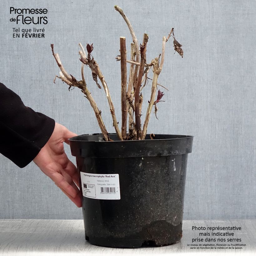 Hydrangea macrophylla Red Ace 4L/5L pot sample as delivered in winter