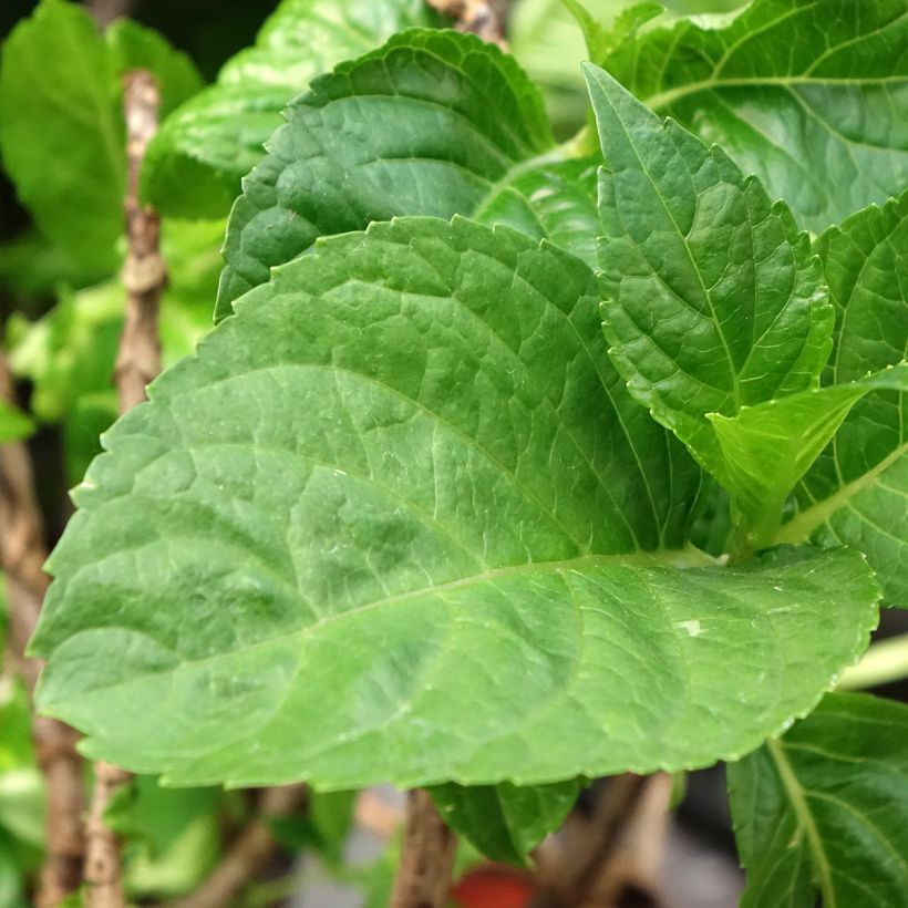 Hydrangea macrophylla Bella Pesche (Foliage)