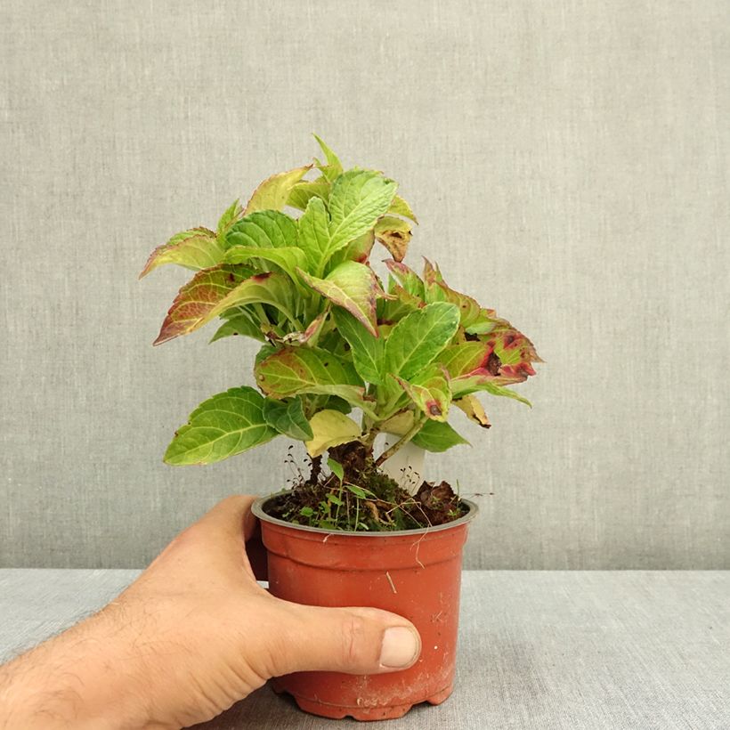 Hydrangea macrophylla Elegant Rosa  12cm pot sample as delivered in summer