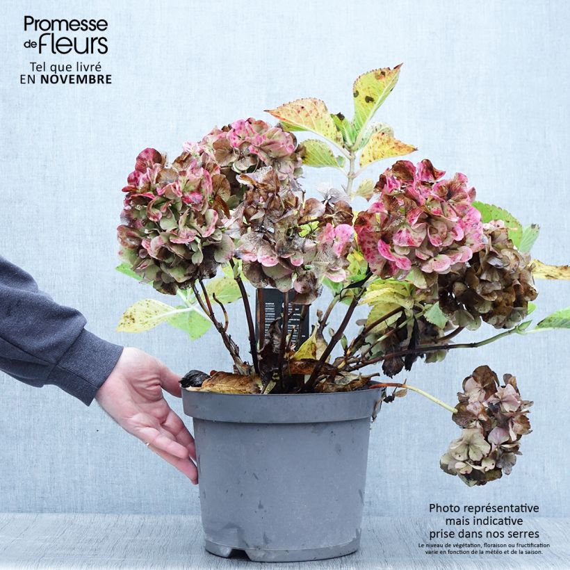 Hydrangea macrophylla Rosita 7.5L/10L pot sample as delivered in autumn