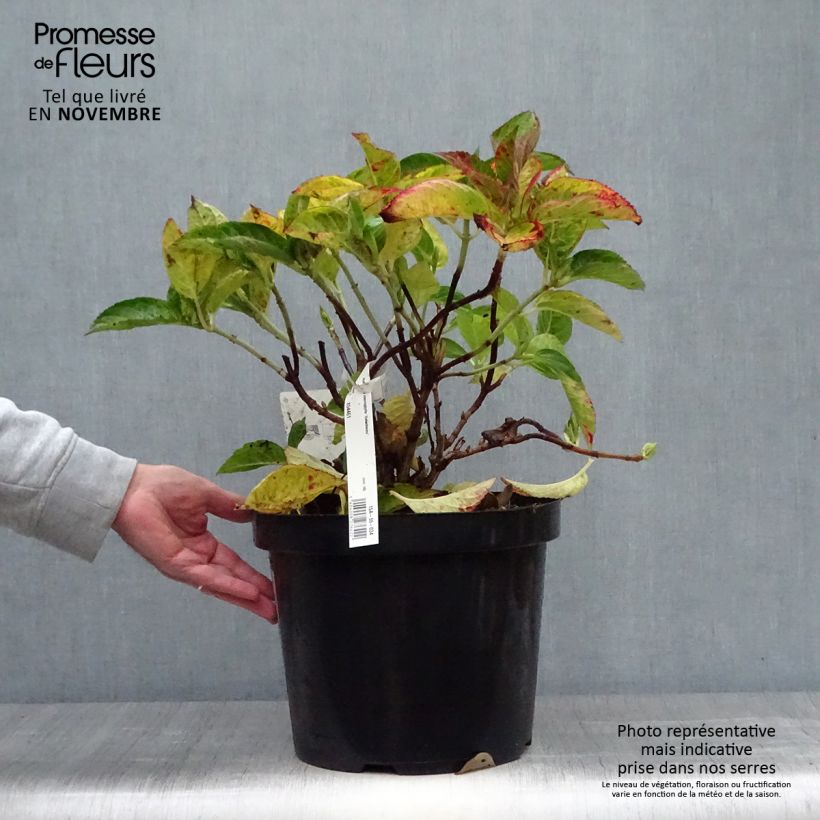 Hydrangea macrophylla Rotschwanz 7.5L/10L pot sample as delivered in autumn