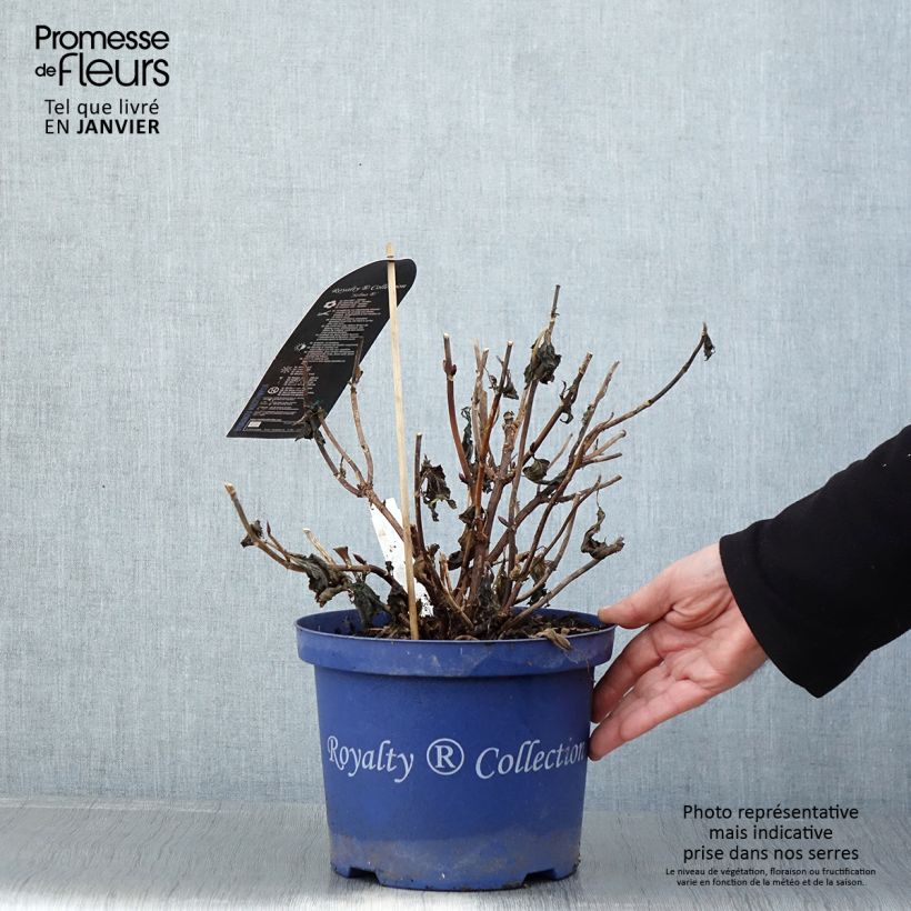 Hydrangea macrophylla Selma 4L/5L pot sample as delivered in winter