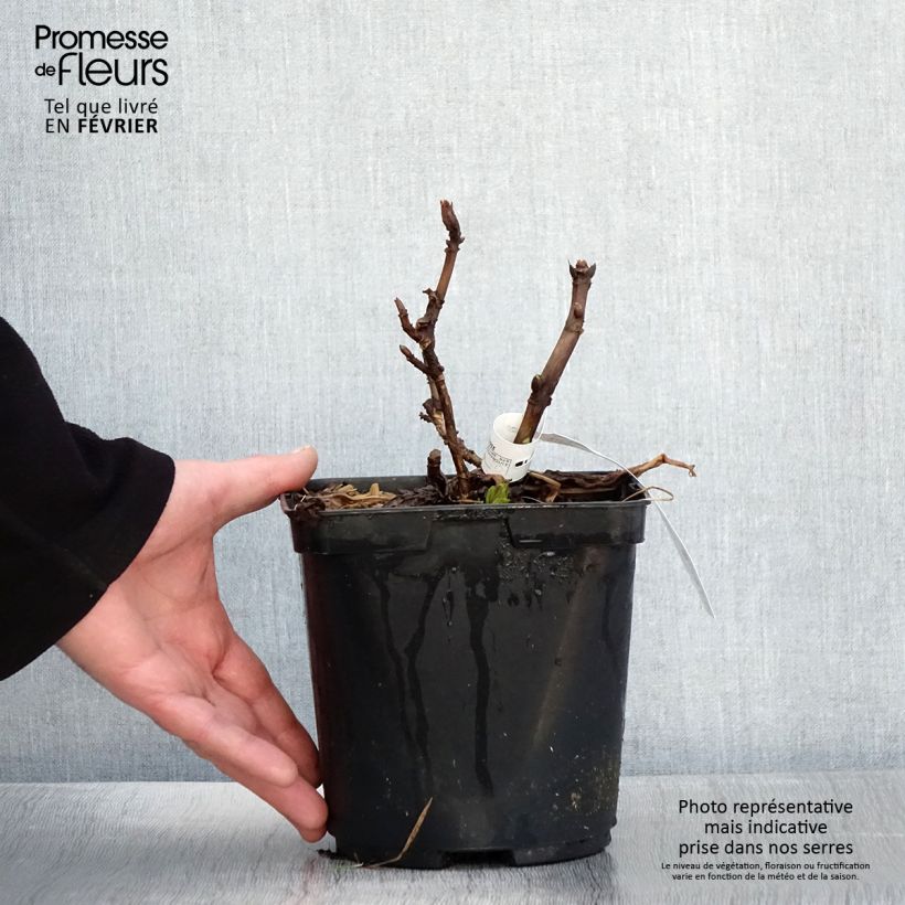 Hydrangea macrophylla So Long Aya 3L/4L pot sample as delivered in winter