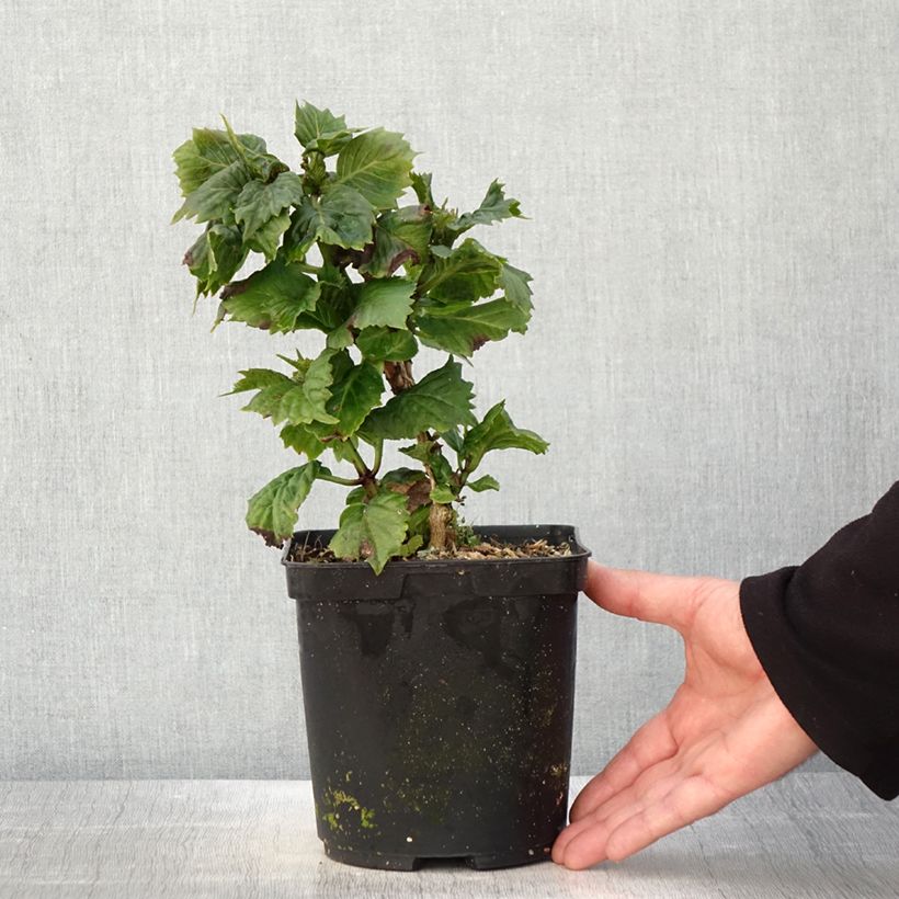 Hydrangea macrophylla So Long Aya 3L/4L pot sample as delivered in spring