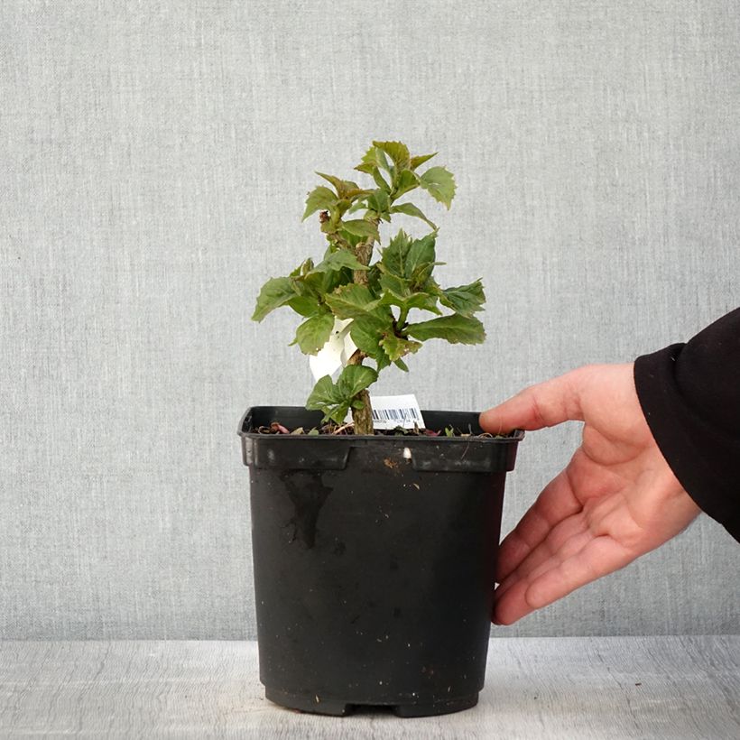 Hydrangea macrophylla So Long Starlit Sky 3L/4L pot sample as delivered in spring