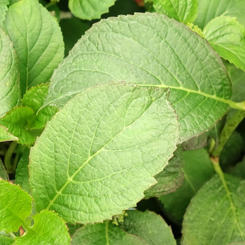Hydrangea macrophylla So Long Sunny (Foliage)