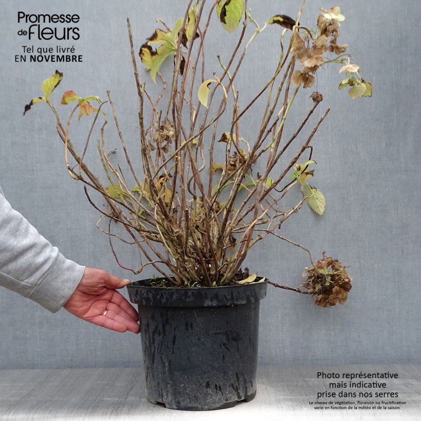 Hydrangea macrophylla Soeur Thérèse 7.5L/10L pot sample as delivered in autumn