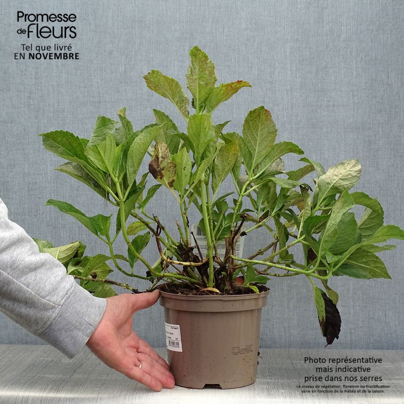 Hydrangea macrophylla Soeur Thérèse 2L/3L pot sample as delivered in autumn