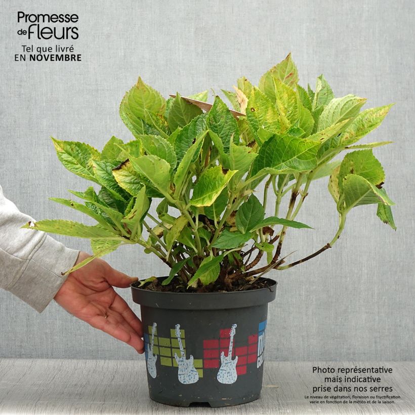 Hydrangea macrophylla Soft Pink Salsa 4L/5L pot sample as delivered in autumn